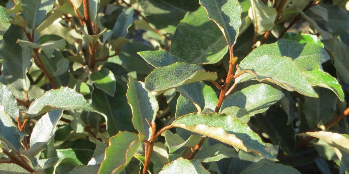 elaeagnus fruitlandii leaves