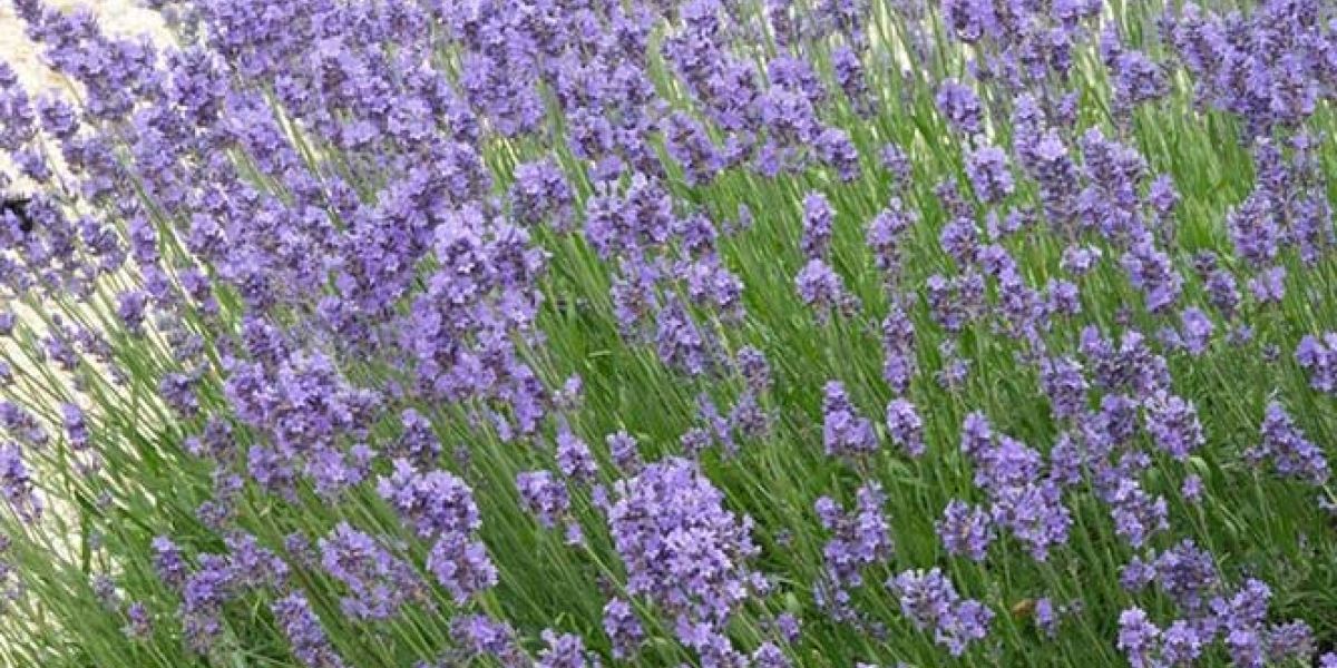 LAV - Lavandula ‘Hidcote’ (Dwarf English Lavender)