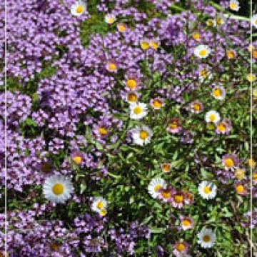 Erigeron 'Profusion' with Creeping Thyme