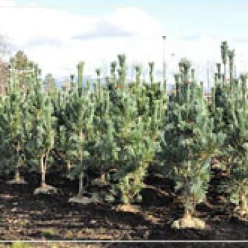Pinus 'Vanderwolf' - Vanderwolf Pines