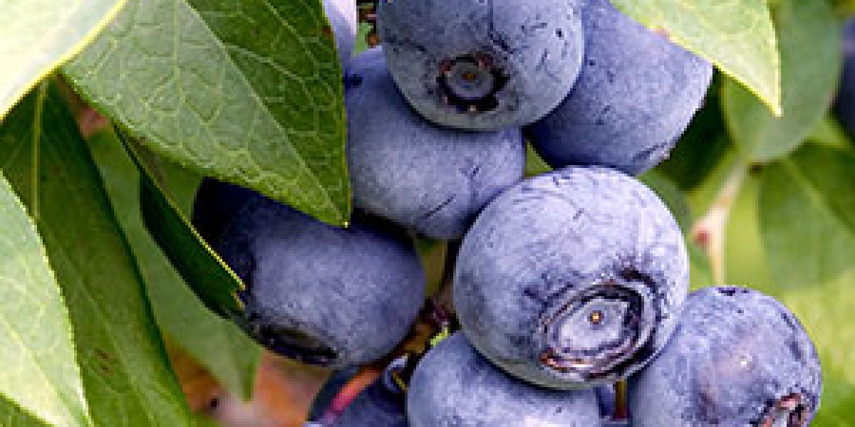 blueberries