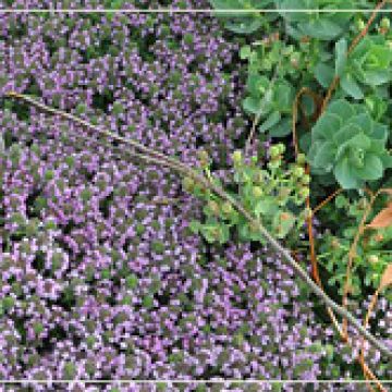 Creeping Thyme with Euphorbia Myrsinites