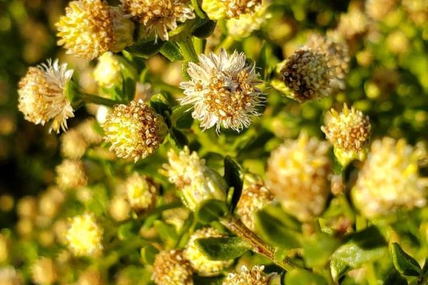 Baccharis flower