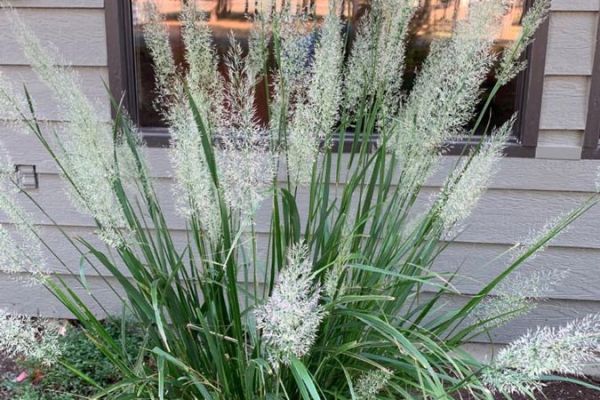 Calamagrostis2 ed