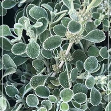 Marrubium rotundifolium