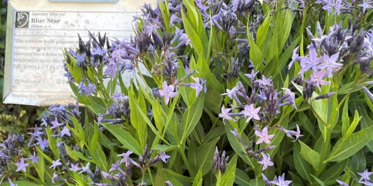 Amsonia Blue Ice edit