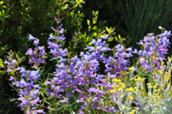 penstemon-overall