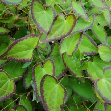 Epimedium leaves
