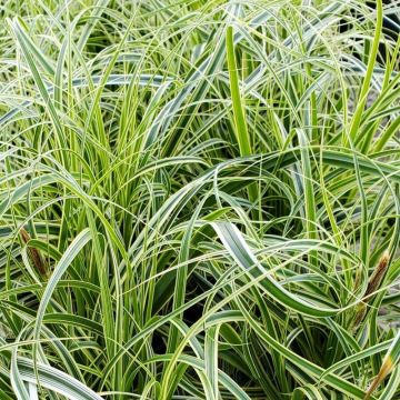 Carex oshimensis