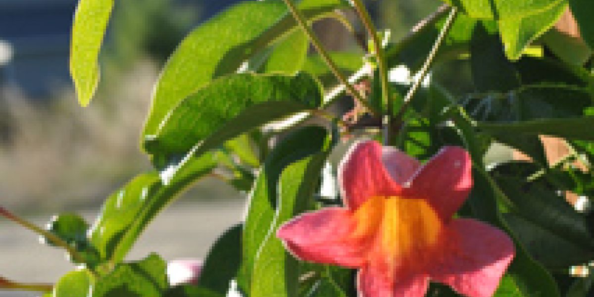 bignonia-plant_of_the_week