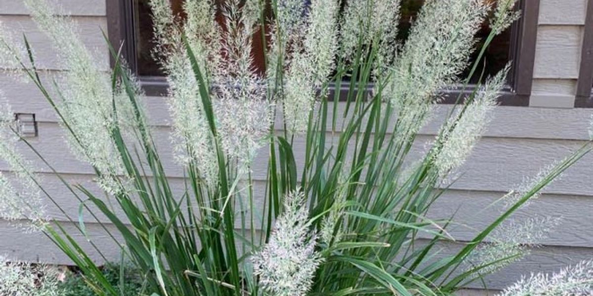 Calamagrostis2 ed