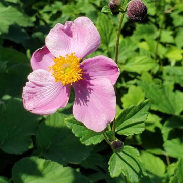Anemone 'September Charm'