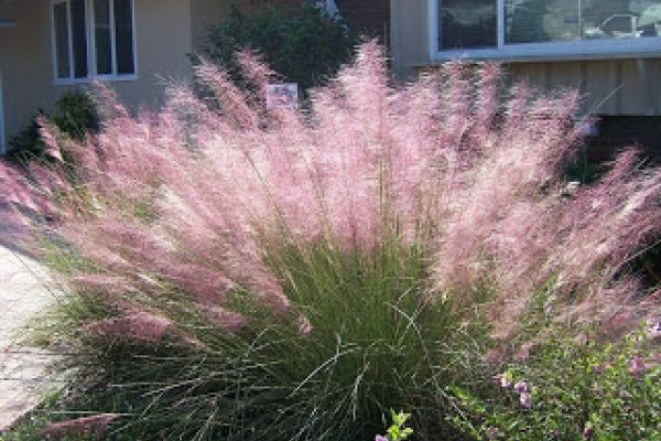 PINK MUHLY GRASS