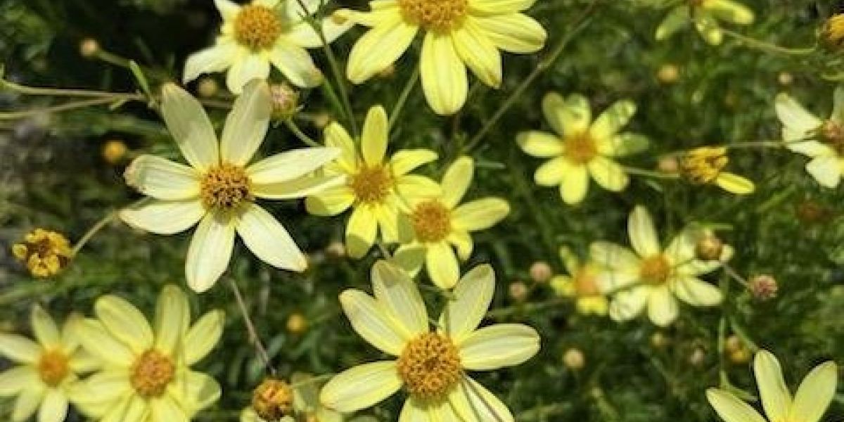Coreopsis Moonbeam
