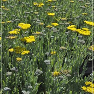 Achillea 'Moonshine'