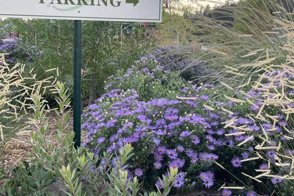 display rock garden filled with drought tolerant, cold hardy plants
