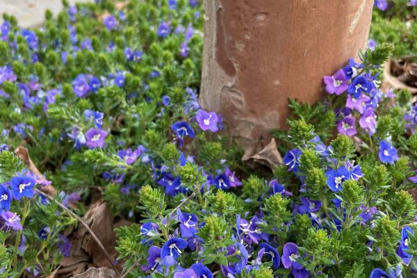 Veronica pectinata3 sm