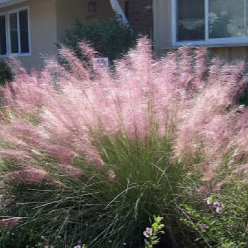 Muhlenbergia 'Fast Forward'