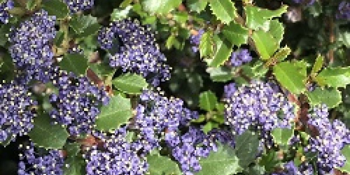 Ceanothus Emily Brown sm