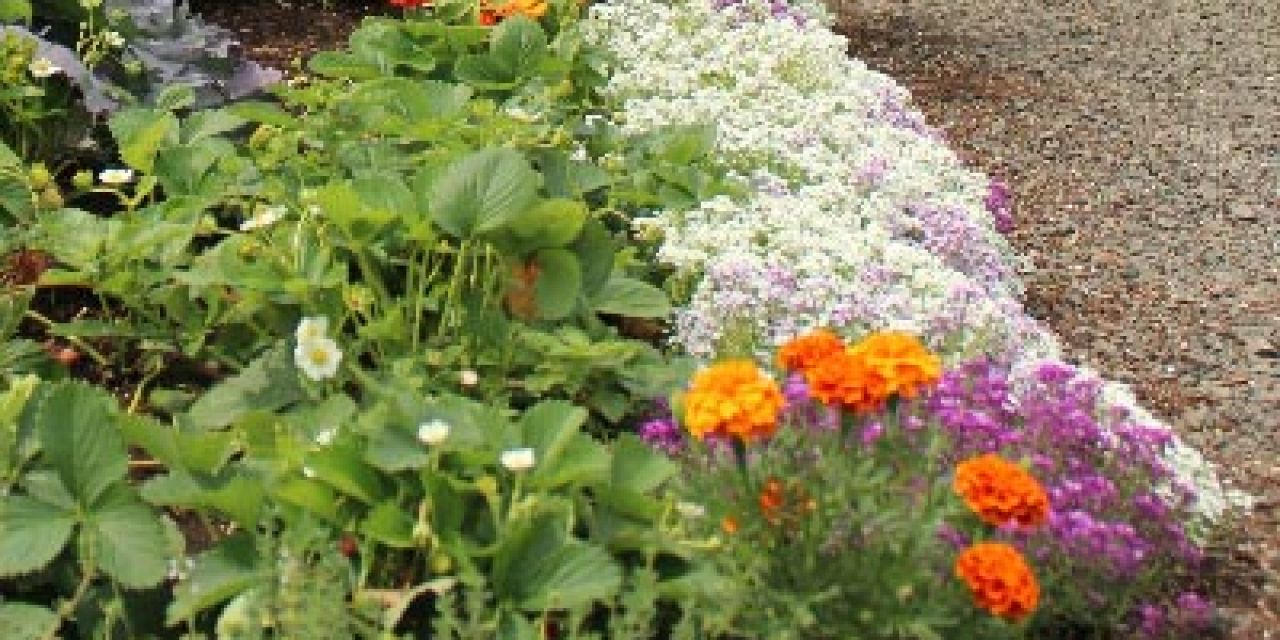 sustainable garden design with flowers, herbs and strawberries