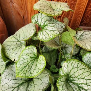 Brunnera 'Jack Frost'
