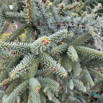 dwarf fir