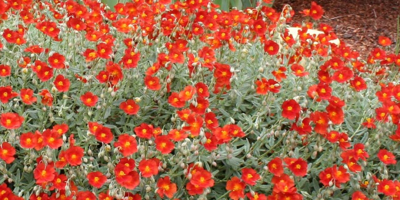helianthemum sunrose orange in waterwise jewel tones garden