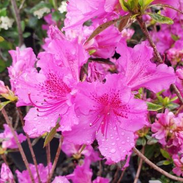 Azalea