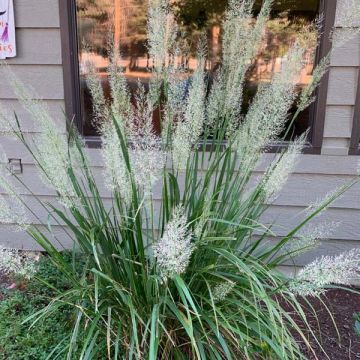 Calamagrostis brachytrica