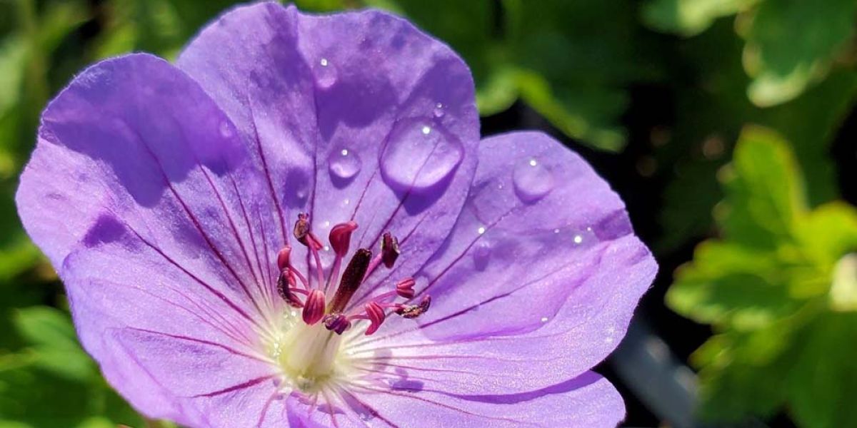 Geranium Rozanne edit
