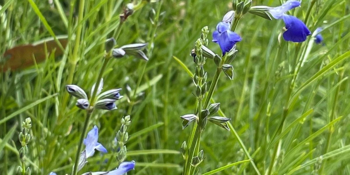 Autumn Sapphire Salvia tightcrop