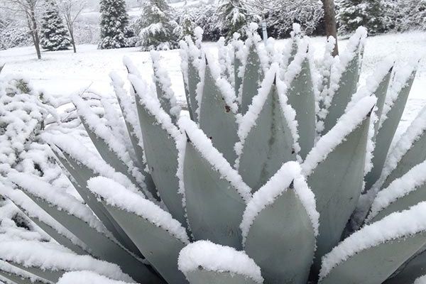 agave neomexicana in snow