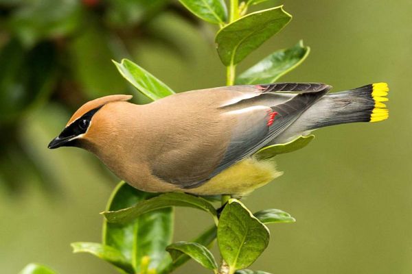 Cedar waxwing
