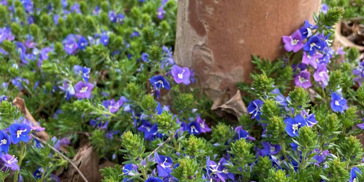 Veronica pectinata3 sm