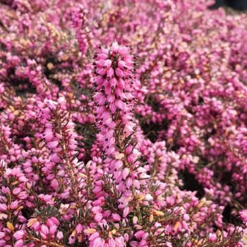 Erica 'Kraemer's Rote'