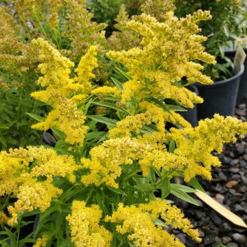 Solidago sp.