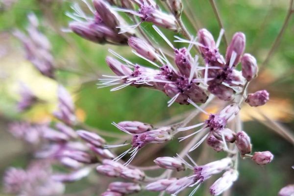 Eupatorium flower detail sm