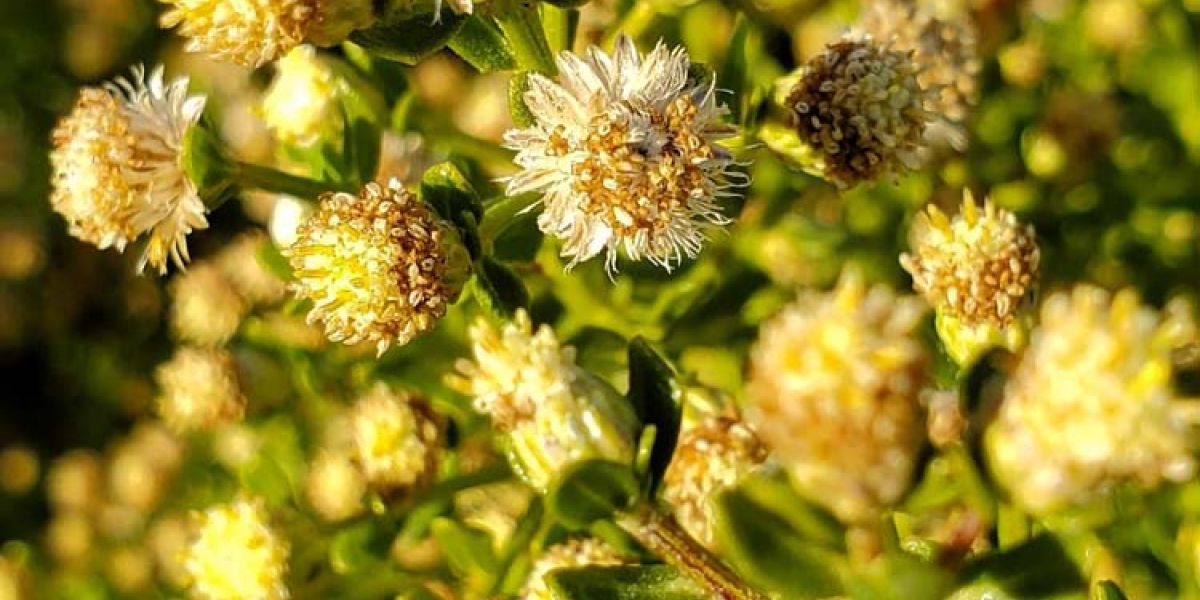 Baccharis flower
