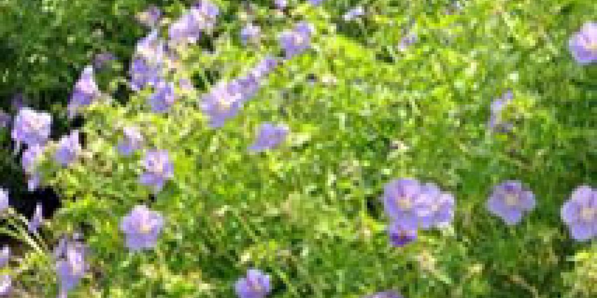 geranium-overall-plant-of-t