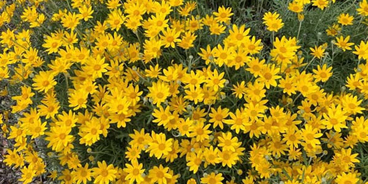 Eriophyllum sm