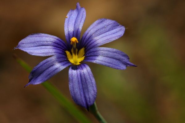Sisyrinchium