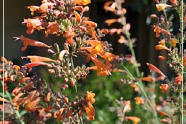 photoAgastacheAurantica250x376