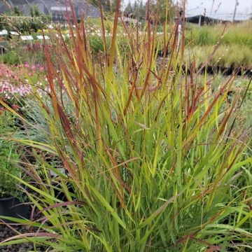 Panicum 'Shenendoah'