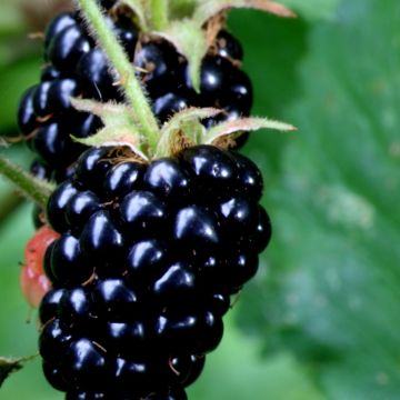 Blackberries