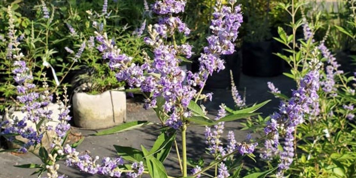 Vitex ed