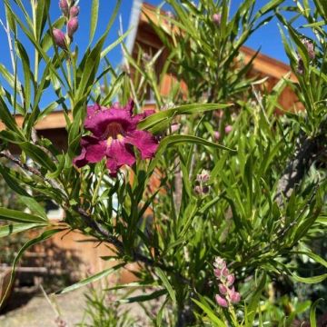 Chilopsis linearis 'Burgundy'