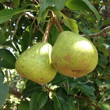 Pear tree fruit