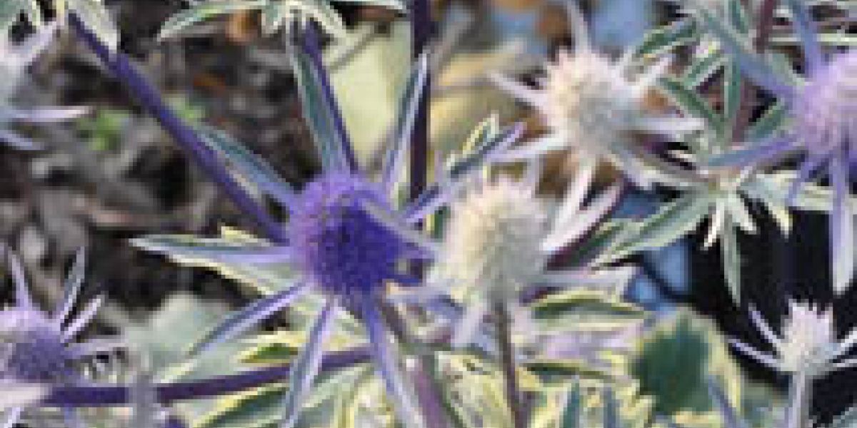 eryngium_plant_of_week