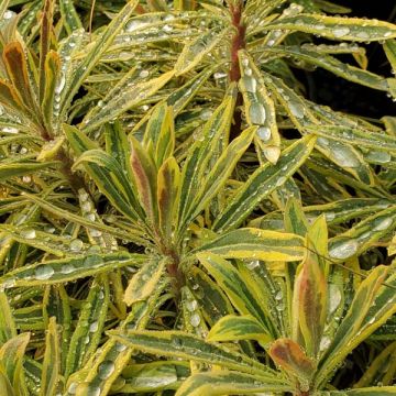 Euphorbia 'Ascot Rainbow'