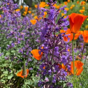 California poppies and Nepeta